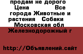 продам не дорого › Цена ­ 10 000 - Все города Животные и растения » Собаки   . Московская обл.,Железнодорожный г.